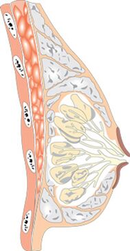 Kadın memesinin yapısı
